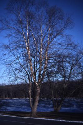 Betula nigra L. (river birch), winter habit