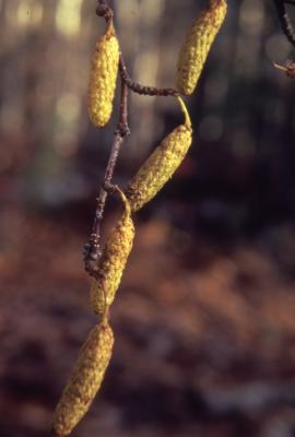 Betula papyrifera Marsh. (paper birch), catkins on twig