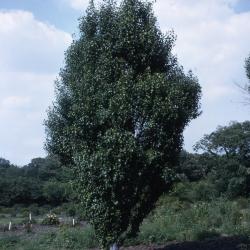 Betula pendula subsp. pendula 'Fastigiata' (upright European white birch), habit