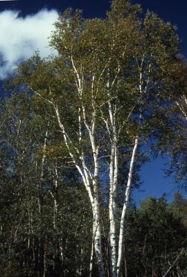 Betula papyrifera Marsh. (paper birch), habit