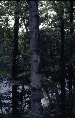 Betula papyrifera Marshall (paper birch), trunk with peeling bark