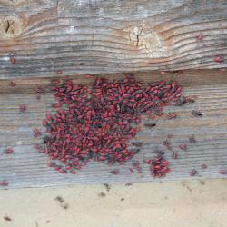Boisea trivittata (boxelder bug), nymphs 