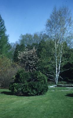 Betula papyrifera Marshall (paper birch), multi-trunked birch to the right in the photo, magnolia in the center, other shrubs in foreground, other trees in background
