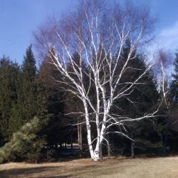 Betula pubescens Ehrh. (moor birch) leafless tree