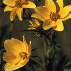 Bidens coronata (L.) Britton (crowned beggarticks) several yellow flowers