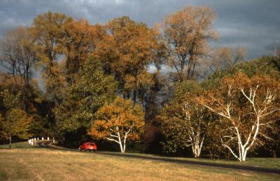Betula (birch), three white-bark trees in fall color