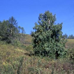 Betula pendula Roth (European white birch), habit, habitat 

