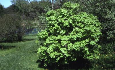 Acer grandidentatum (big-toothed maple), summer