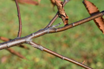 Castanea dentata (American Chestnut), bark, twig