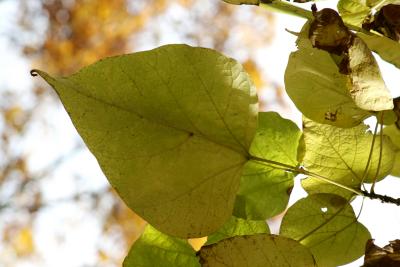 Catalpa speciosa (Northern Catalpa), leaf, lower surface