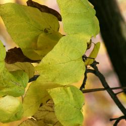 Catalpa speciosa (Northern Catalpa), leaf, fall