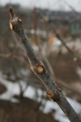 Catalpa speciosa (Northern Catalpa), bark, twig