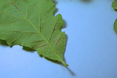 Tubakia iowensis (bur oak blight), discoloration on veins 