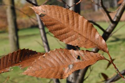 Castanea dentata (American Chestnut), leaf, fall