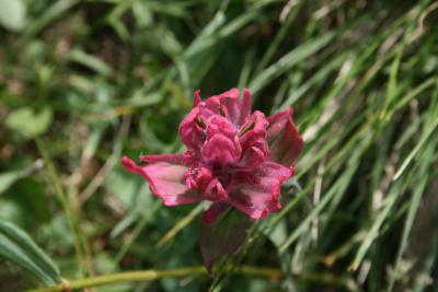 Castilleja rhexiifolia (Rosy Painted-cup), flower, full