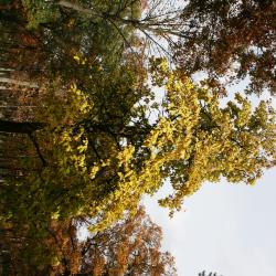 Catalpa speciosa (Northern Catalpa), habit, fall