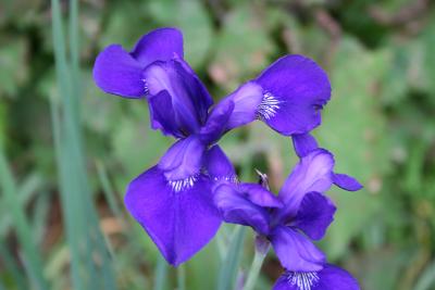 Iris sibirica (Siberian iris), flowers