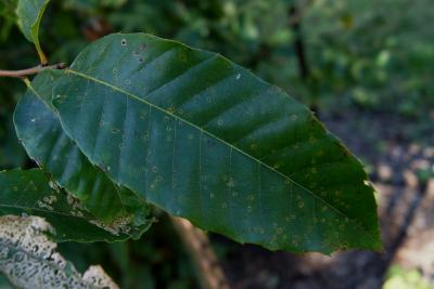 Castanea henryi (Henry's Chinkapin), leaf, upper surface