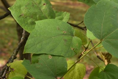 Catalpa ovata (Chinese Catalpa), leaf, upper surface