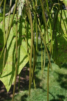 Catalpa ×erubescens (Hybrid Catalpa), fruit, immature