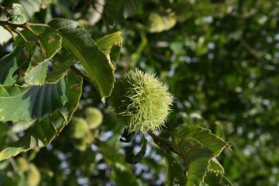 Castanea mollissima (Chinese chestnut), fruit, immature