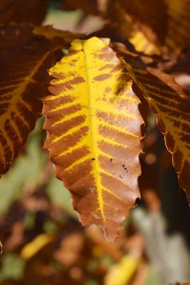 Castanea dentata (American Chestnut), leaf, fall