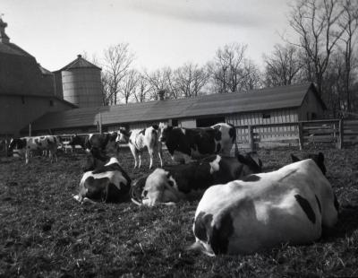 Home Farm cattle and buildings