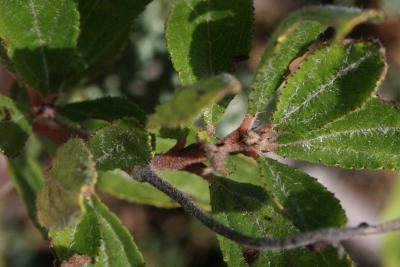 Ceanothus herbaceus (Inland New Jersey-tea), bud, terminal
