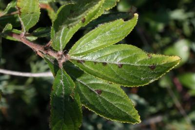 Ceanothus herbaceus (Inland New Jersey-tea), leaf, upper surface