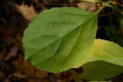 Celastrus orbiculatus (Oriental Bittersweet), leaf, upper surface