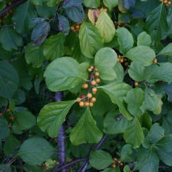 Celastrus orbiculatus (Oriental Bittersweet), habit, summer, fruit, immature