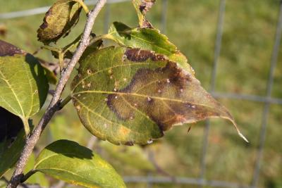 Celtis bungeana (Manchurian Hackberry), leaf, fall
