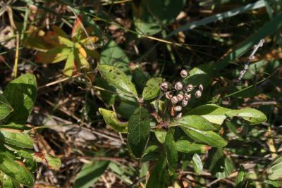 Ceanothus herbaceus (Inland New Jersey-tea), fruit, mature