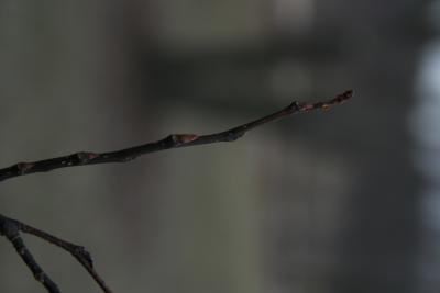 Celtis laevigata (Sugarberry), bark, twig, bud, lateral