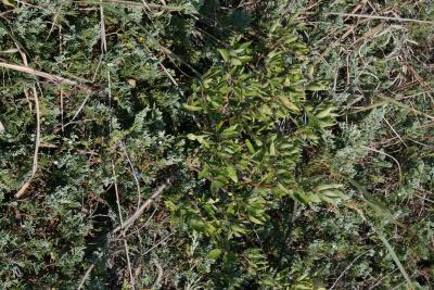 Ceanothus herbaceus (Inland New Jersey-tea), habit, fall