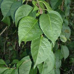 Celastrus orbiculatus (Oriental Bittersweet), leaf, summer