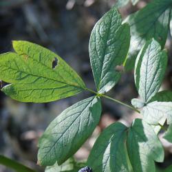 Caulophyllum thalictroides (Blue Cohosh), leaf, upper surface