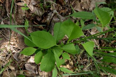 Celastrus scandens (American Bittersweet), leaf, summer