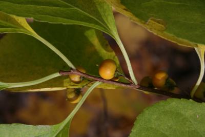 Celastrus orbiculatus (Oriental Bittersweet), fruit, mature