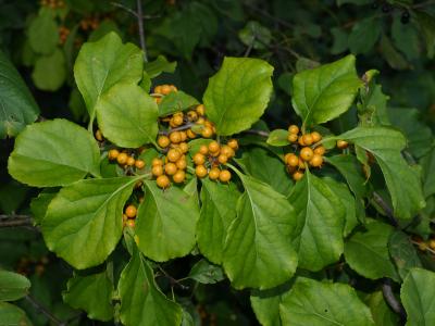 Celastrus orbiculatus (Oriental Bittersweet), fruit, mature, leaf, fall