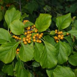 Celastrus orbiculatus (Oriental Bittersweet), fruit, mature, leaf, fall