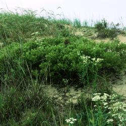 Ceanothus herbaceus (Inland New Jersey-tea), habitat