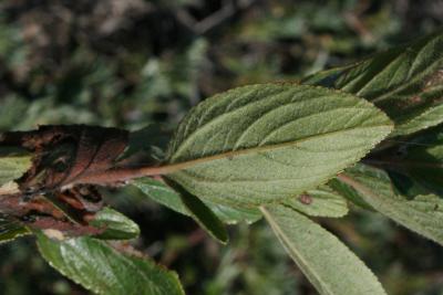 Ceanothus herbaceus (Inland New Jersey-tea), leaf, lower surface