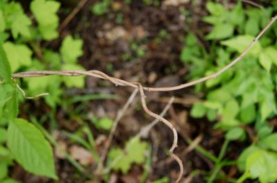 Celastrus scandens (American Bittersweet), bark, twig