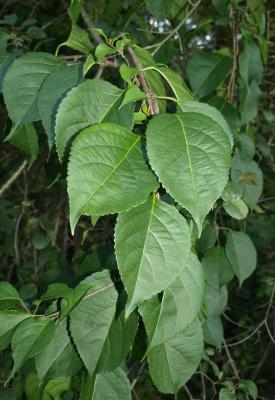 Celastrus orbiculatus (Oriental Bittersweet), leaf, summer