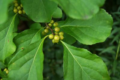 Celastrus orbiculatus (Oriental Bittersweet), fruit, immature