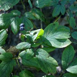 Caulophyllum thalictroides (Blue Cohosh), leaf, fall