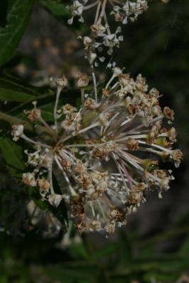 Ceanothus herbaceus (Inland New Jersey-tea), inflorescence