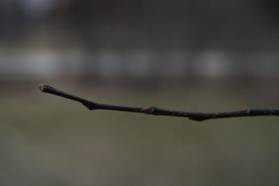Celtis laevigata (Sugarberry), bark, twig, bud, lateral
