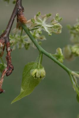 Celtis laevigata (Sugarberry), flower, side
